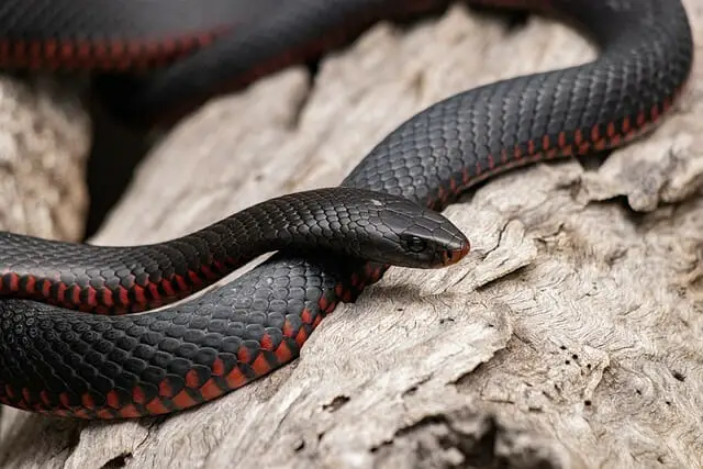 black snake, snake, animal