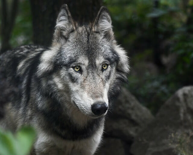 wolf, predator, grey