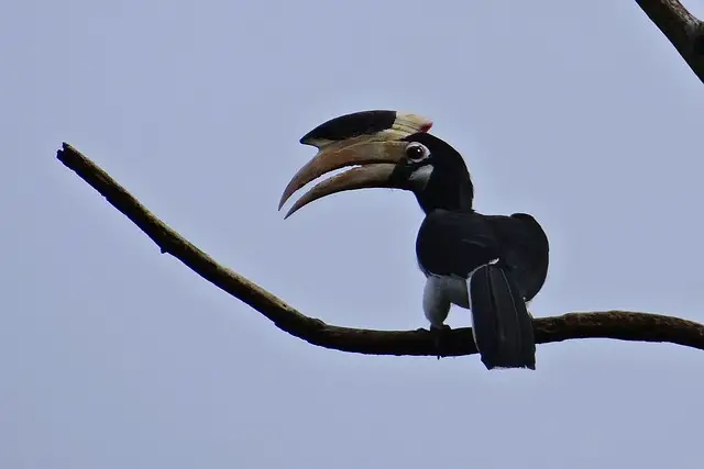 Bird that start with M, Malabar Hornbills