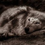 omega wolf