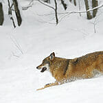 How fast can a Wolf Run wolf run