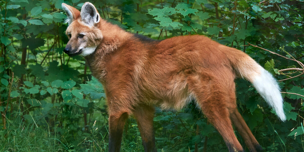 Are Maned Wolf Endangered Species? - (All About Maned-Wolf)
