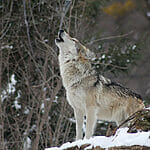 Wolf Bark