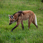 What Is A Maned Wolf?
