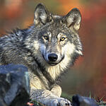 gray wolf and coyote