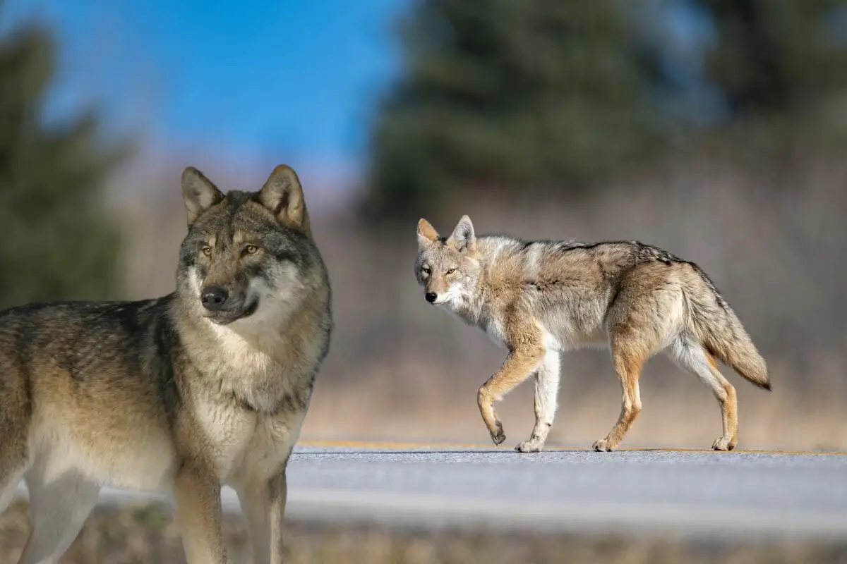 Can A Wolf And A Coyote Mate?
