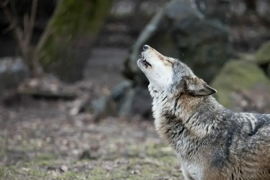 Why Should We Work To Protect Wolf Populations? - Cool Wood Wildlife Park