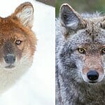 Red Wolf VS Coyote - What's The Difference?