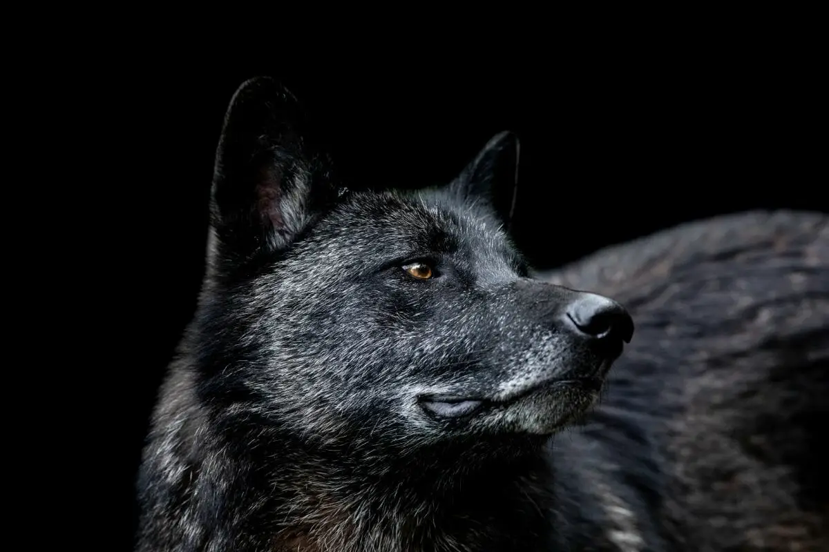 What Does A Black Wolf Symbolize (1)