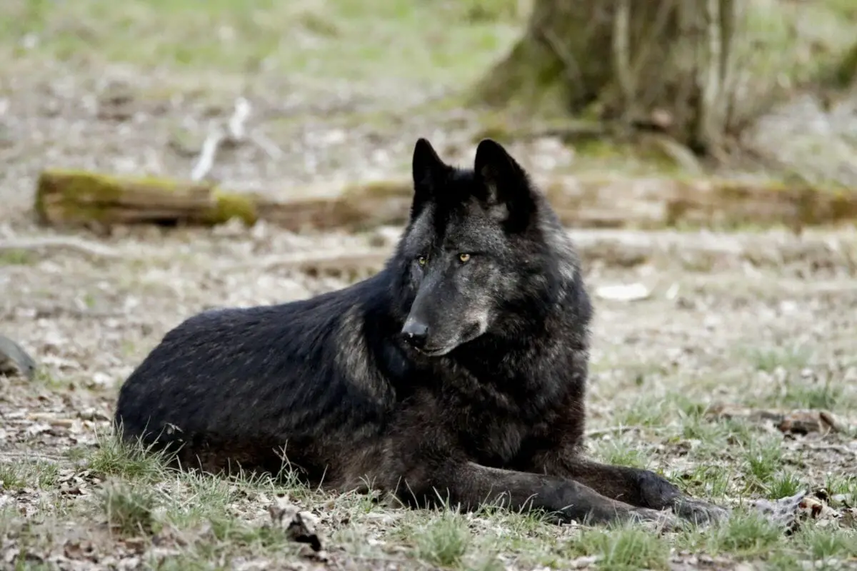 What Does A Black Wolf Symbolize