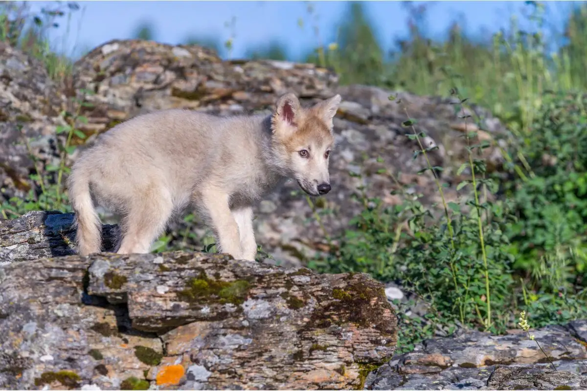 Where Can Kids Adopt Wolf Pups? 
