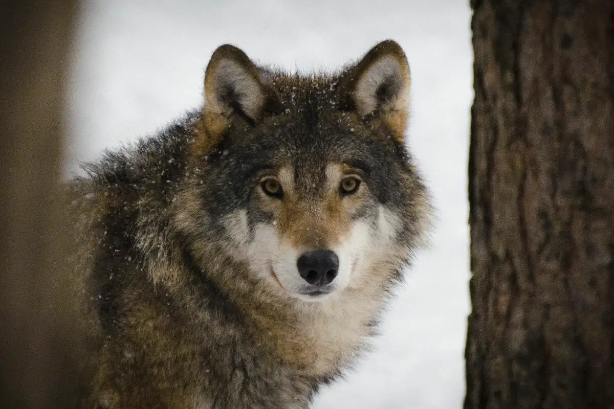 Why Should We Work To Protect Wolf Populations?
