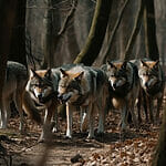 5 Fun Facts about Wolves