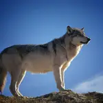 largest wolf