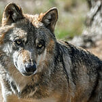 What Is A Timber Wolf?