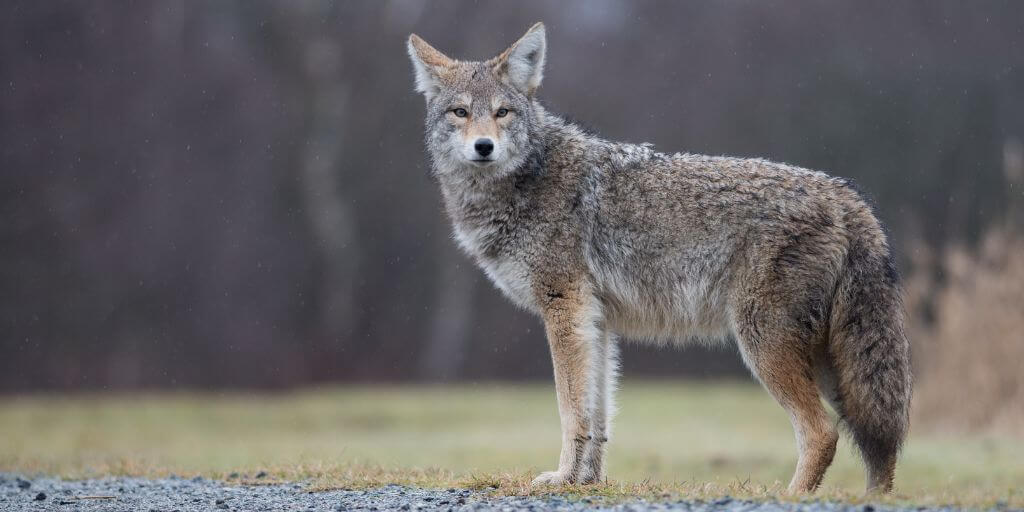 coyote