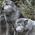 7 Top Biggest Wolf Ever Recorded