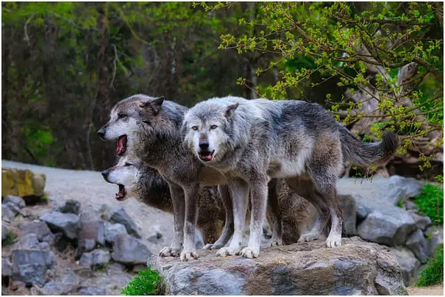 Wolves, Endangered species