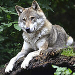 What Is A Female Wolf Called?