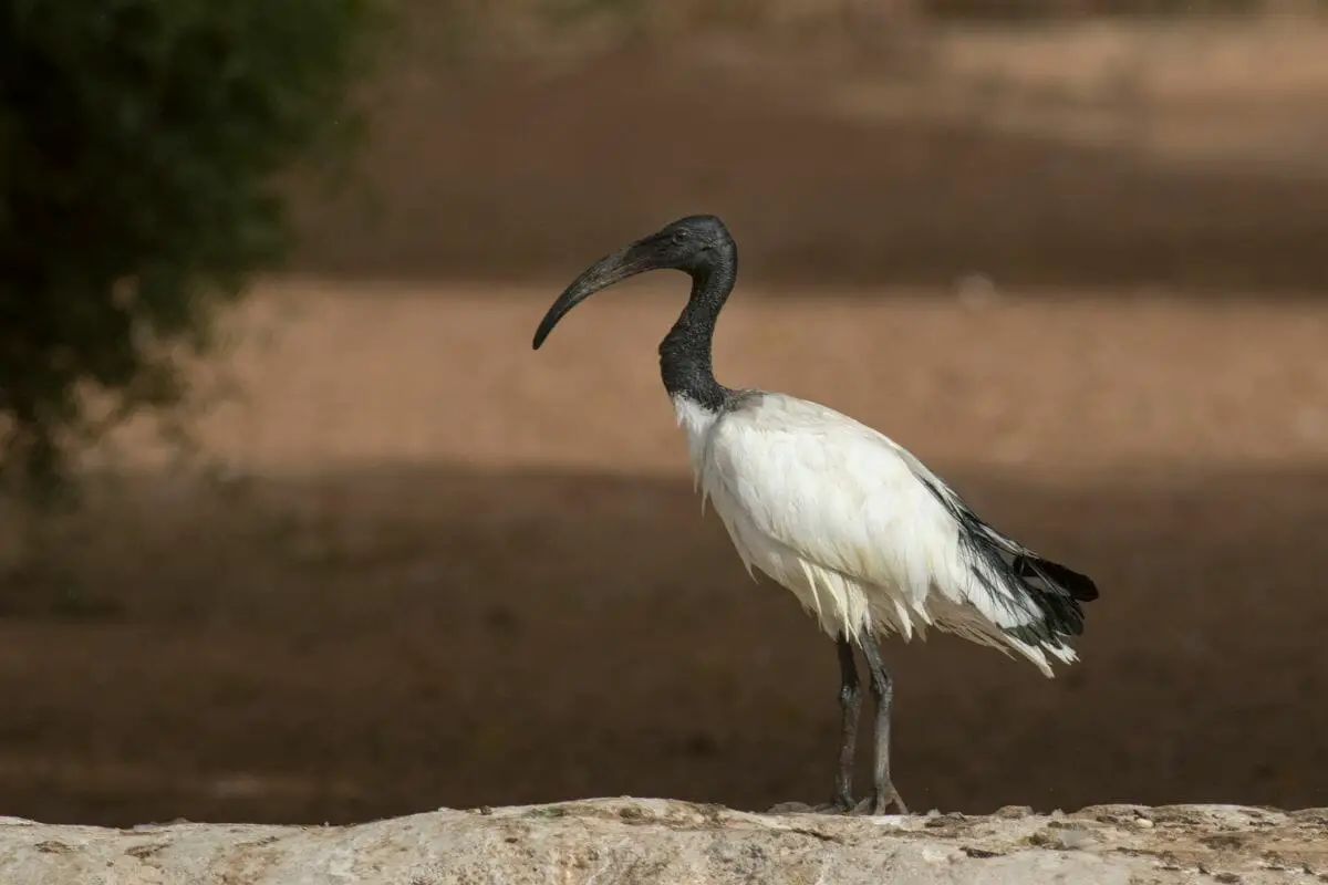 10 Fun Facts About The Giant Ibis