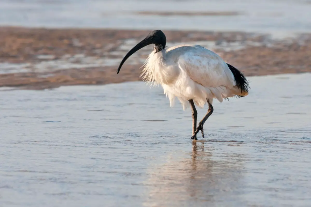 10 Fun Facts About The Giant Ibis