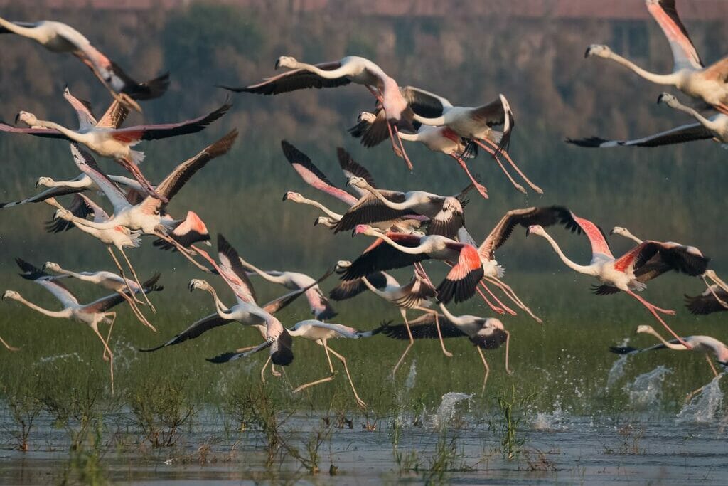 6 Amazing Bird-Watching Sites In Cambodia You Should See To Believe 