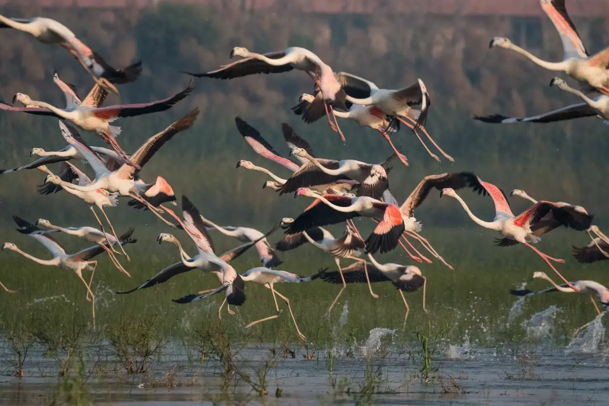 6 Amazing Bird-Watching Sites In Cambodia You Should See To Believe - Cool Wood Wildlife Park