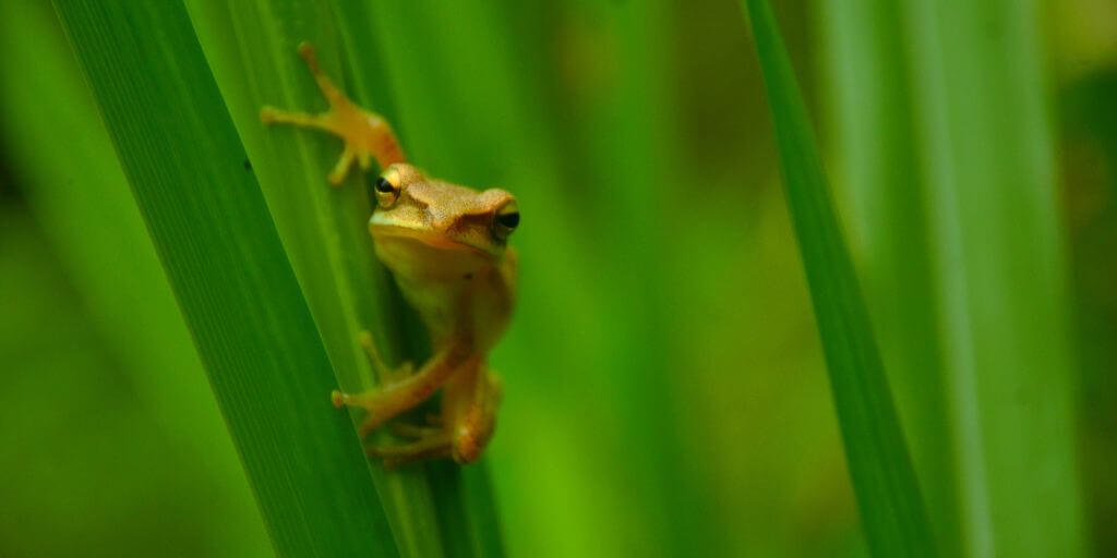 Hispaniolan Ventriloquial Frog