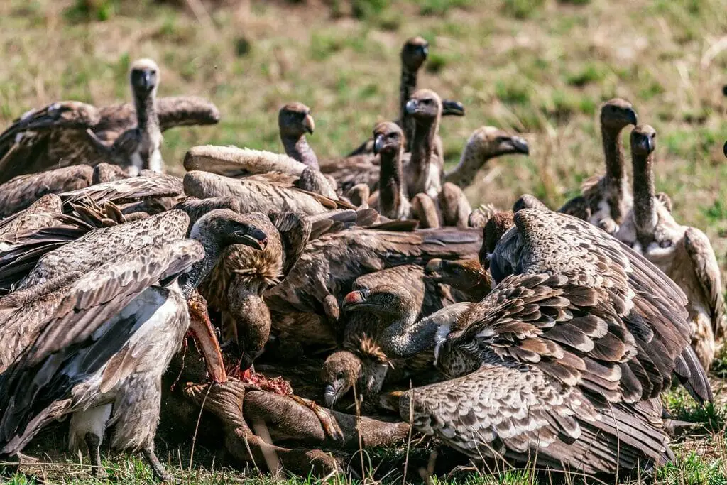 How This Cambodian Reserve Is Protecting The Vulture Population