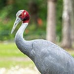 All You Need To Know About Ang Trapeng Sarus Crane Reserve