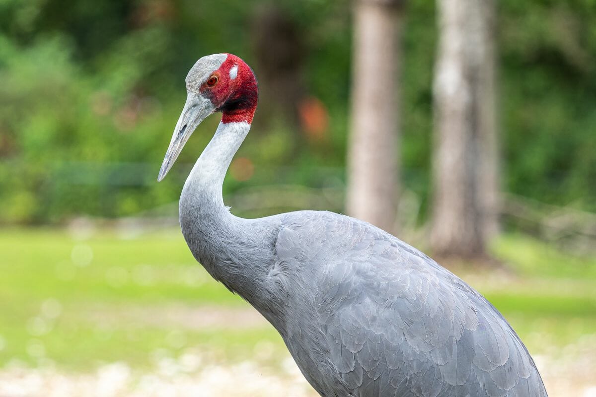 All You Need To Know About Ang Trapeng Sarus Crane Reserve