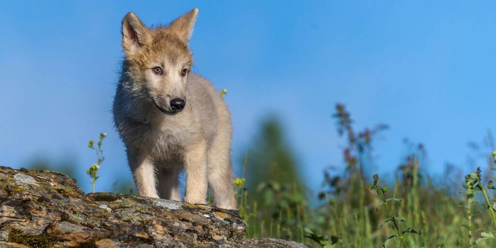 Wolf pup