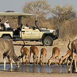 animals in botswana