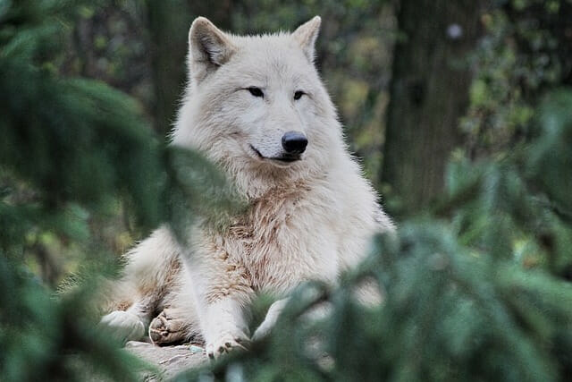 Arctic wolves eat 