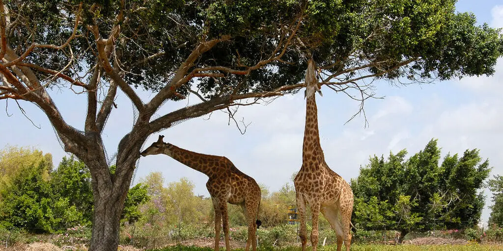 giraffe, botswana