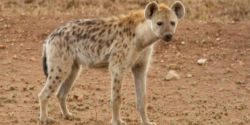 Spotted hyena, Botswana