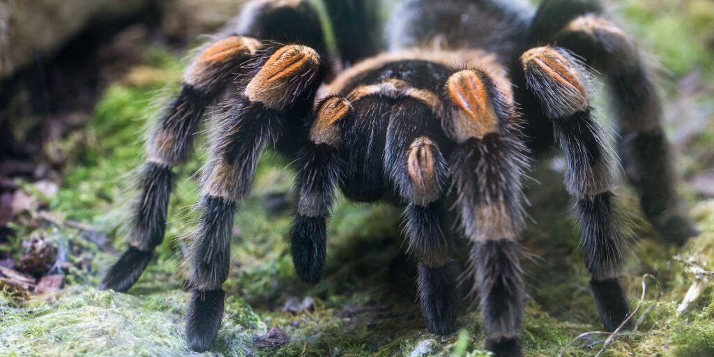 Tarantulas