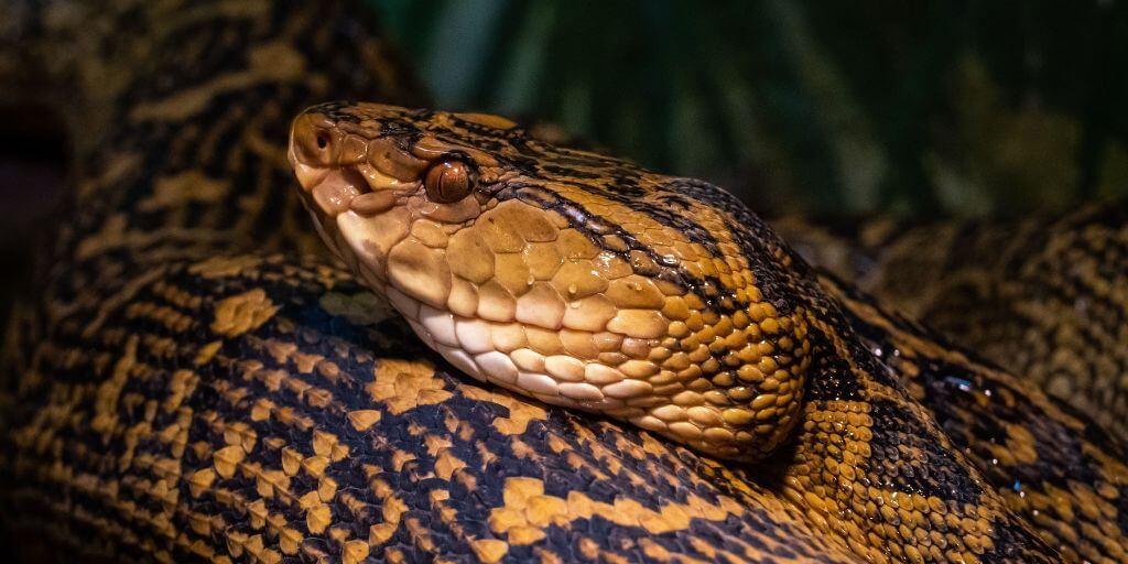 habu snake