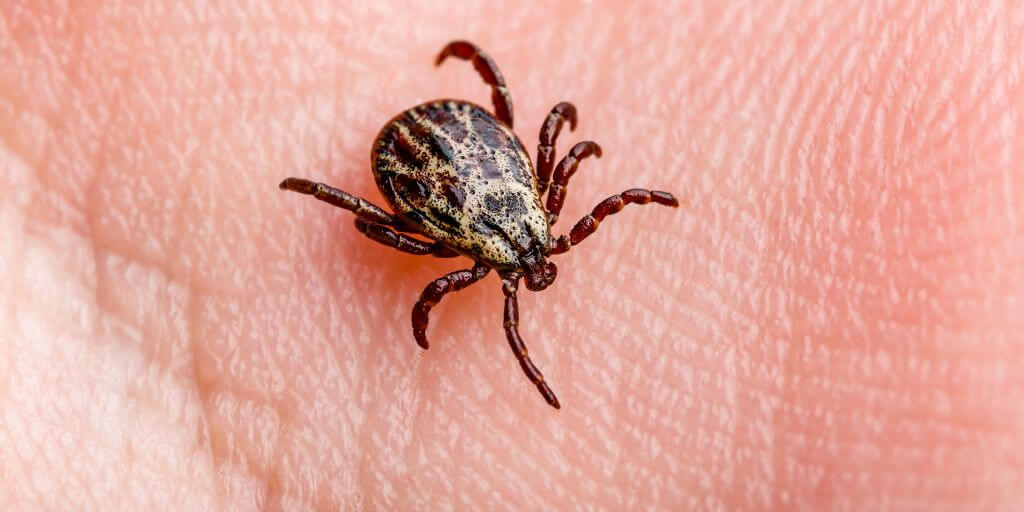 ticks