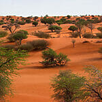 7 Interesting Animals in Kalahari Desert Interesting animals in Kalahari desert
