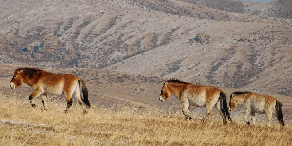 interesting animals in mongolia