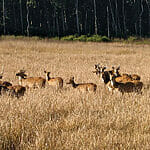 White-tailed deers