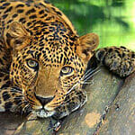 interesting animals in zimbabwe