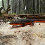 interesting animals in redwood national park