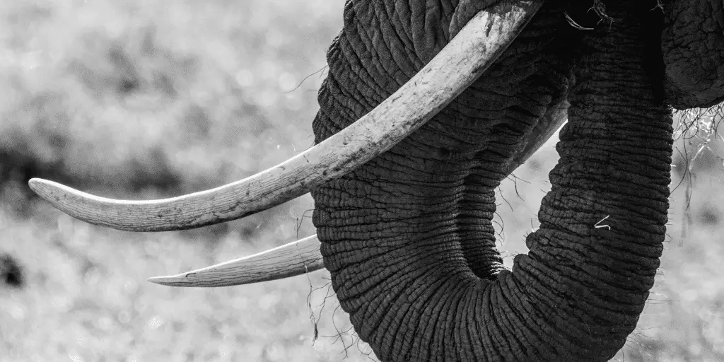 Impact of Ivory Trade