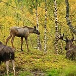 11 interesting animals in Norway