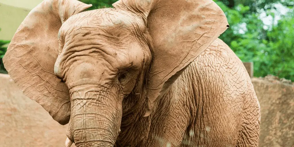 Strategies for Stopping the Ivory Trade