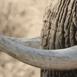 What Is the Ivory Trade