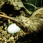 13 Common Dangerous Animals in New Zealand