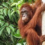 10 interesting-animals-in-indonesia